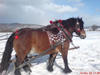 /album/belotografia-fotograficka-sutaz-2010/a16-kon-preview-jpg/